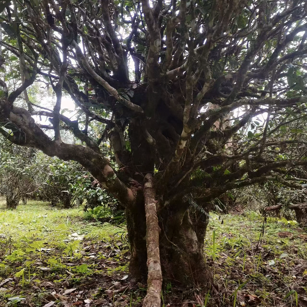 Yiwu 2021 Sheng Pu Erh 
