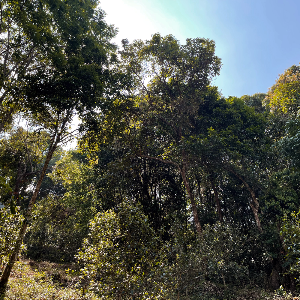 Yiwu 2021 Sheng Pu Erh 357g Cake