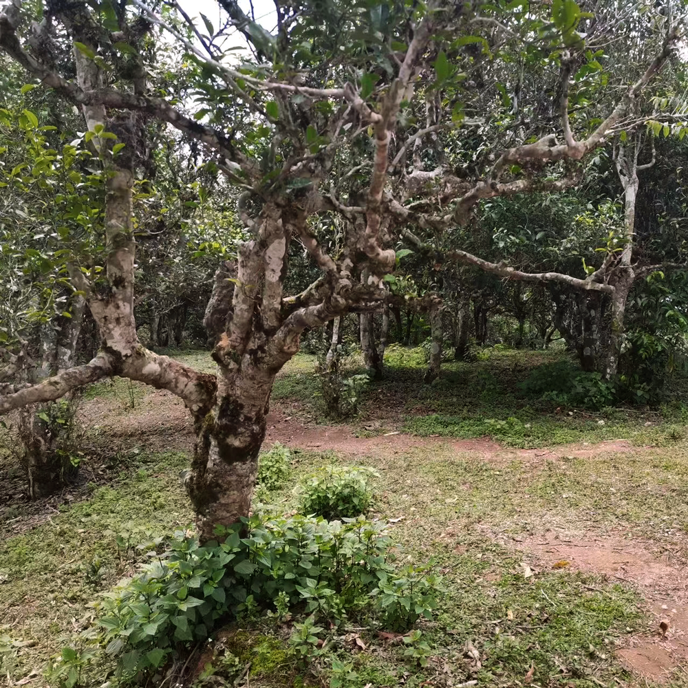 Yiwu 2021 Sheng Pu Erh 20g Broken Cake