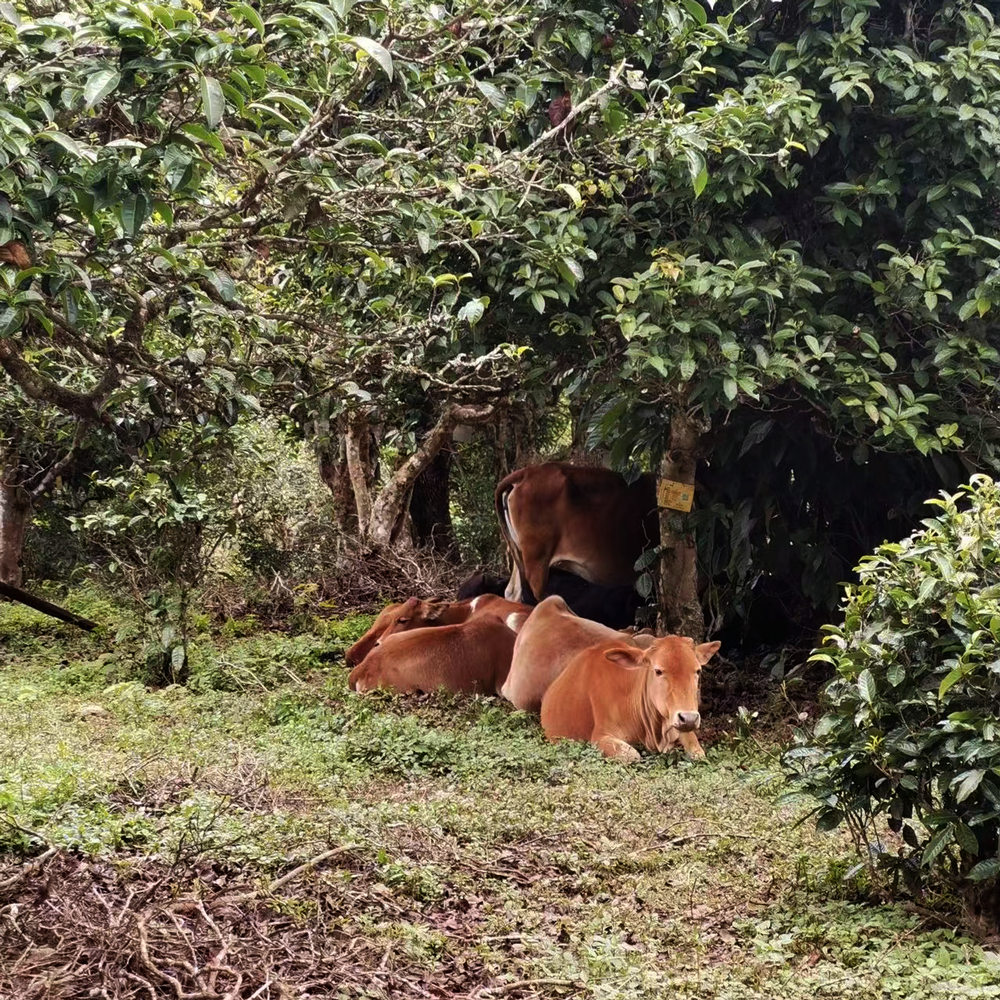 Yiwu 2021 Sheng Pu Erh 20g Broken Cake
