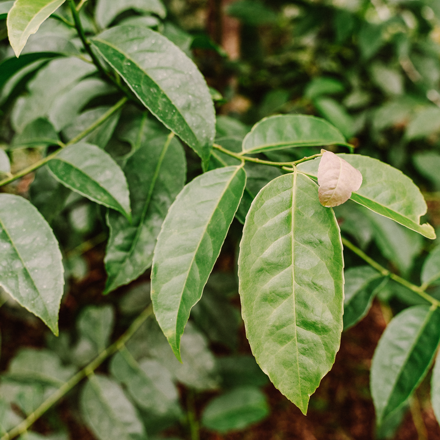 Tisane de Guayusa bio