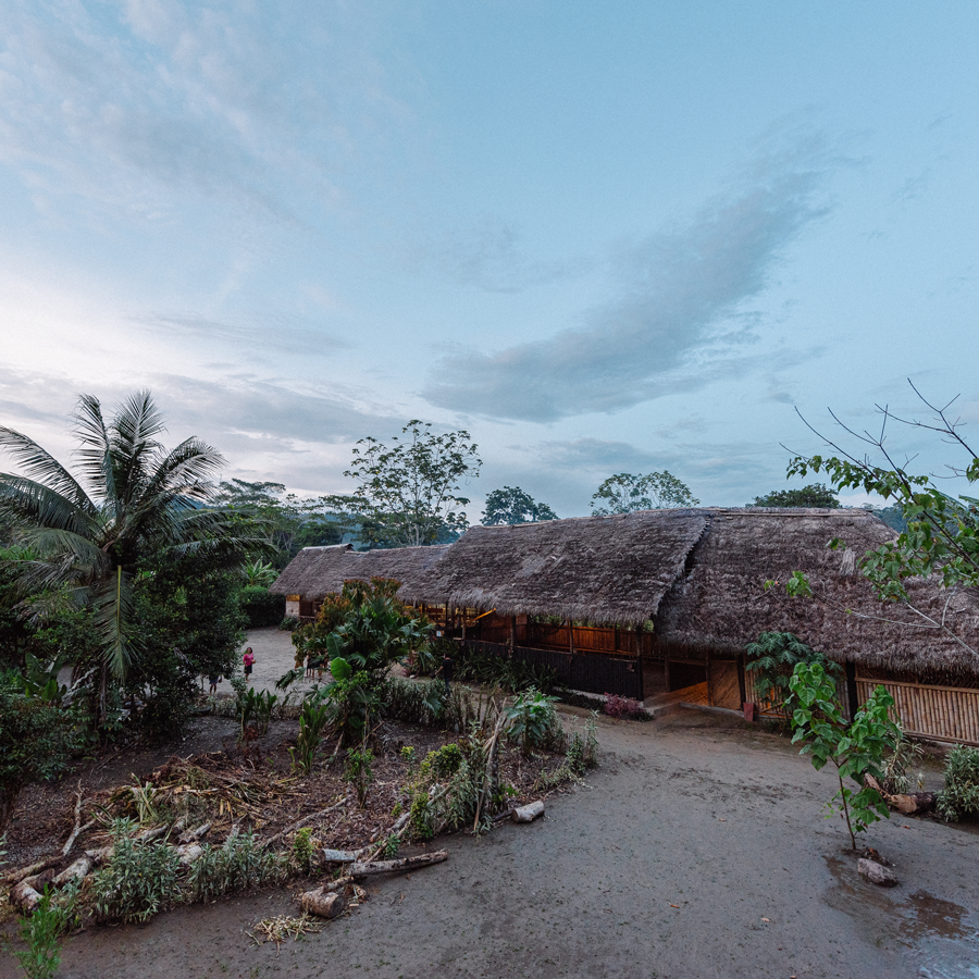 Tisane de Guayusa bio Tisane de Guayusa bio