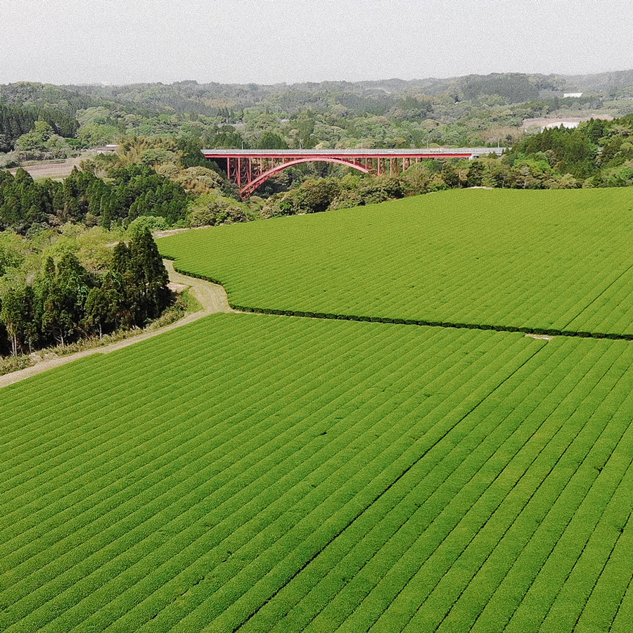 Matcha Tea Ōsumi Organic