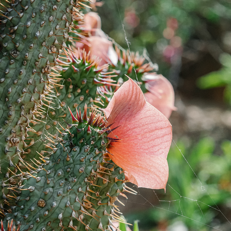 Hoodia Sans.Pest