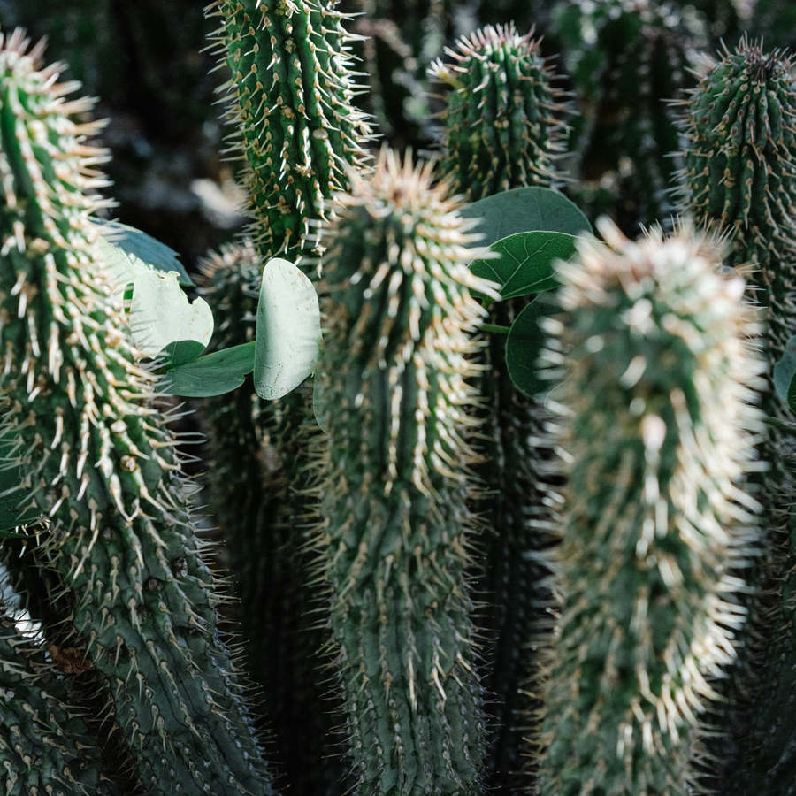 Hoodia Sans.Pest Hoodia Sans.Pest