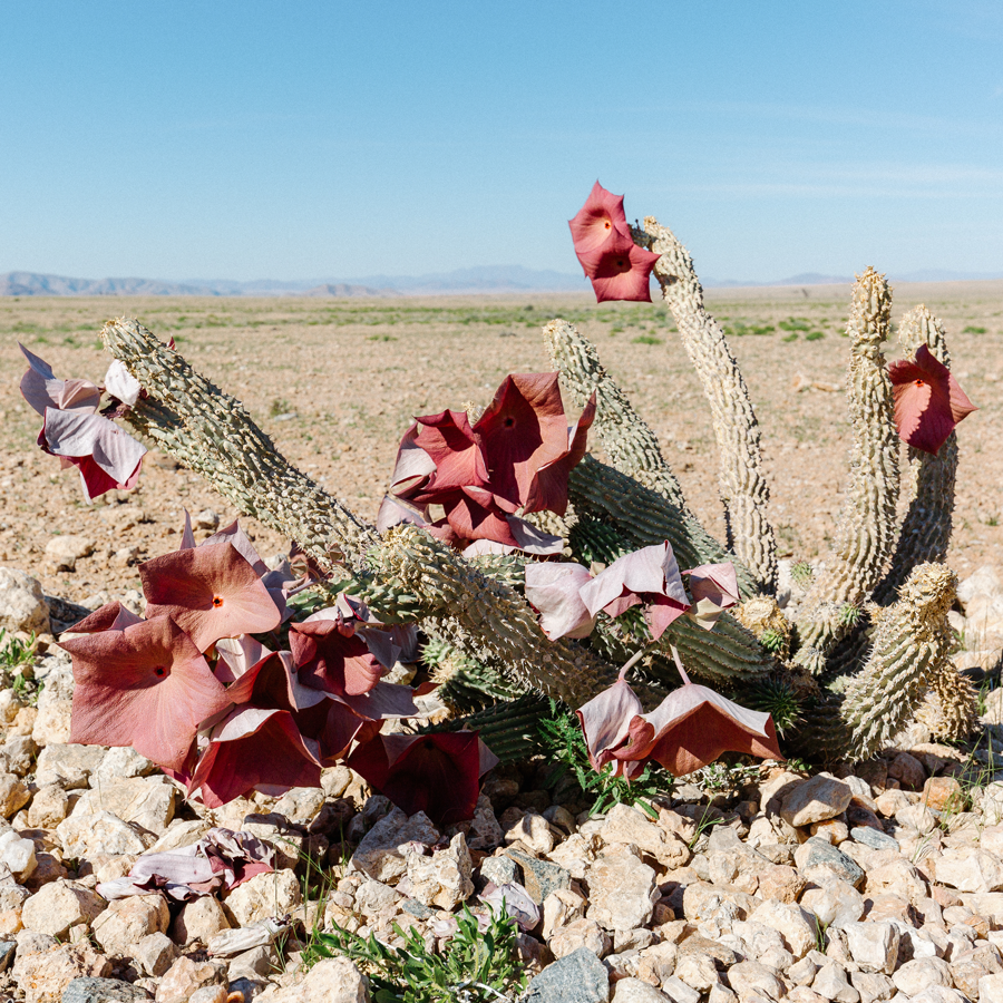 Hoodia Sans.Pest Hoodia Sans.Pest