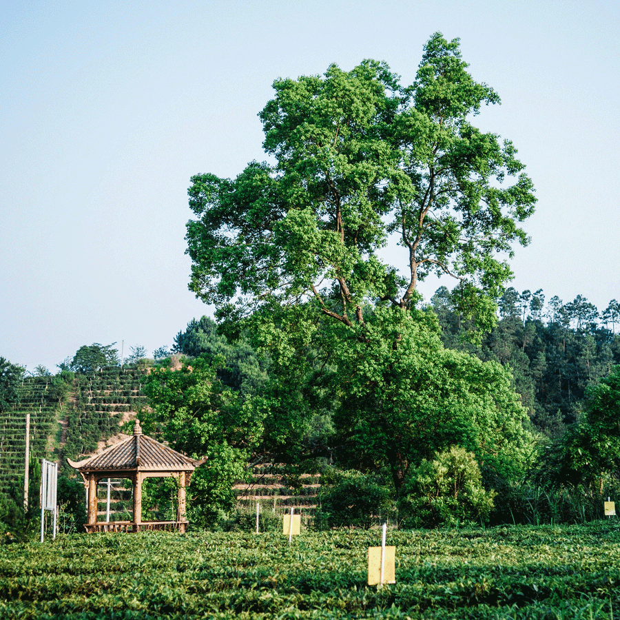 Aged Liu Bao Heicha Old Tree 2012 P.Free Aged Liu Bao Heicha Old Tree 2012 P.Free