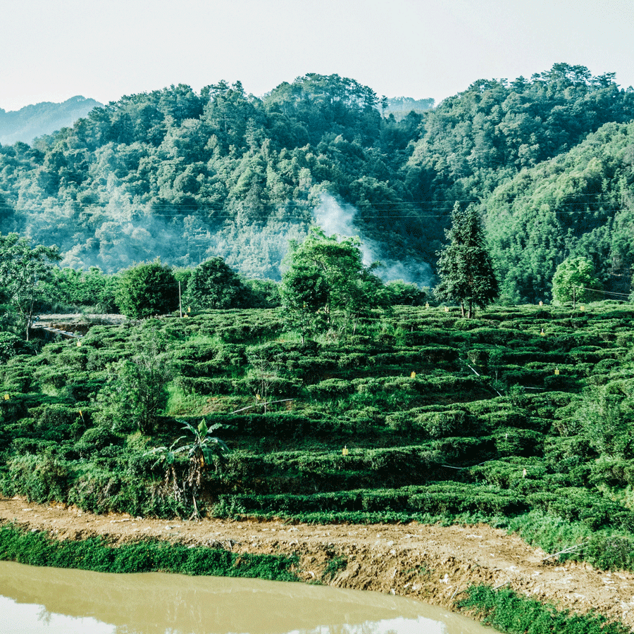 Liu Bao Heicha Old Tree 2012 vieilli Sans pesticides