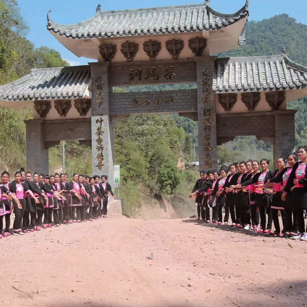 Gu Shu Gua Feng Zhai 2021 Pu Erh  Gu Shu Gua Feng Zhai 2021 Pu Erh