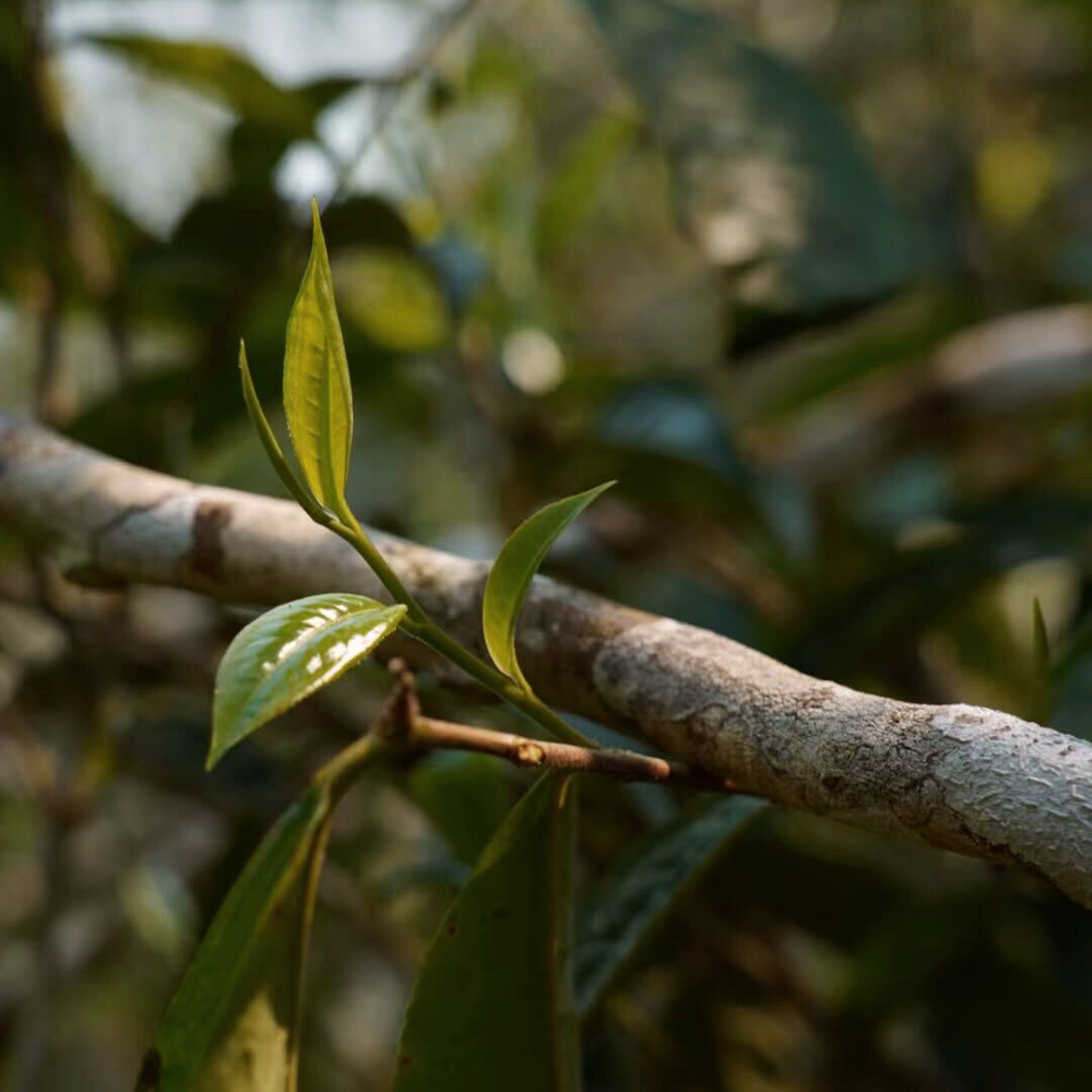 Gu Shu Gua Feng Zhai 2021 Pu Erh 25g Loose Leaf