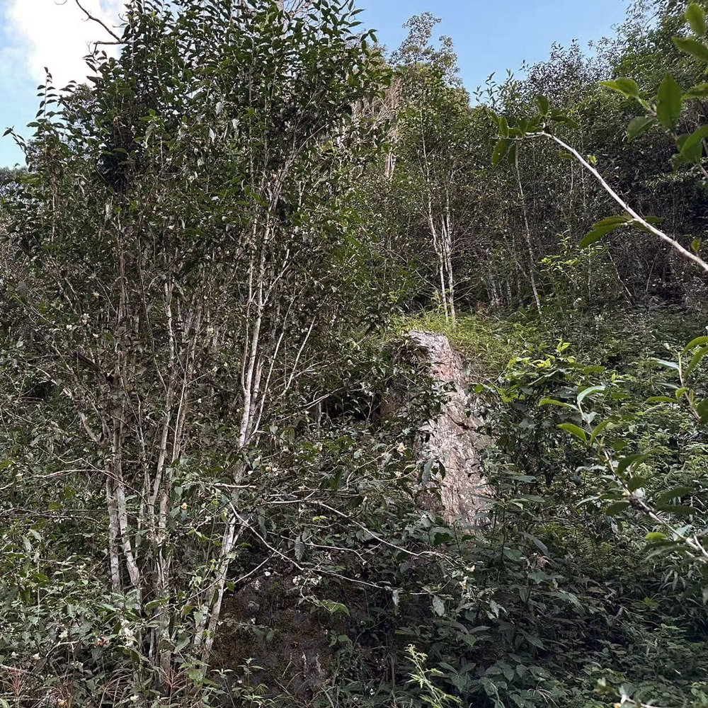 Gua Feng Zhai 2021 Sheng Pu Erh Maocha 25 g Gua Feng Zhai 2021 Sheng Pu Erh Maocha 25 g