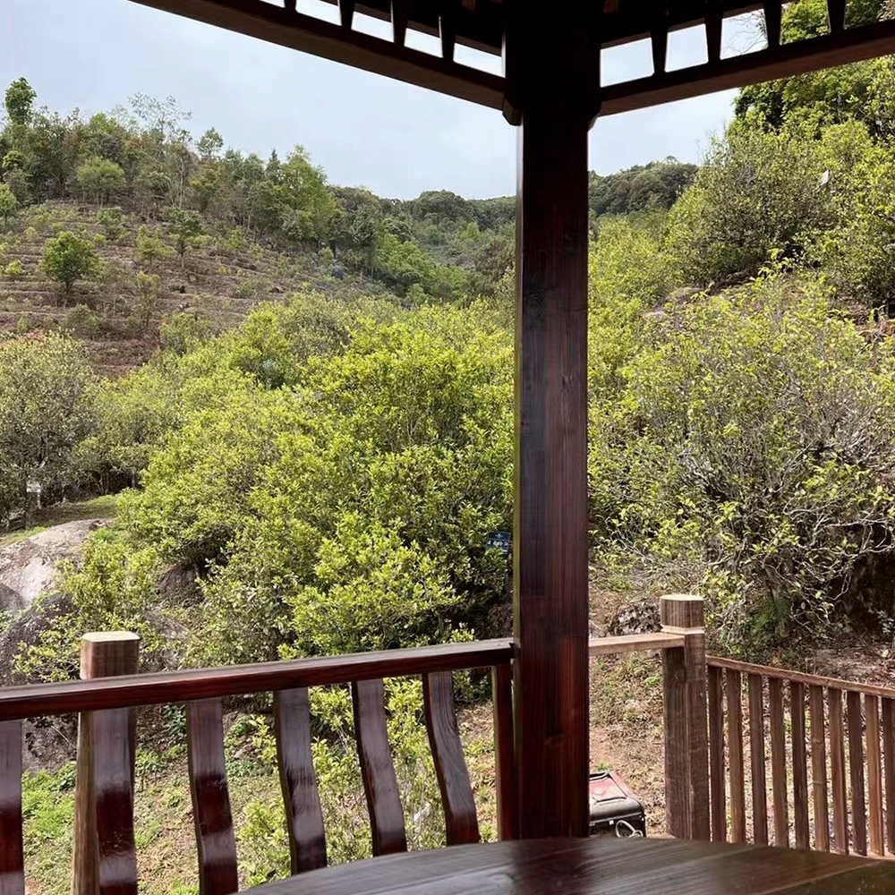 Sheng Pu Erh Tea Cake Gushu No. 7 2021