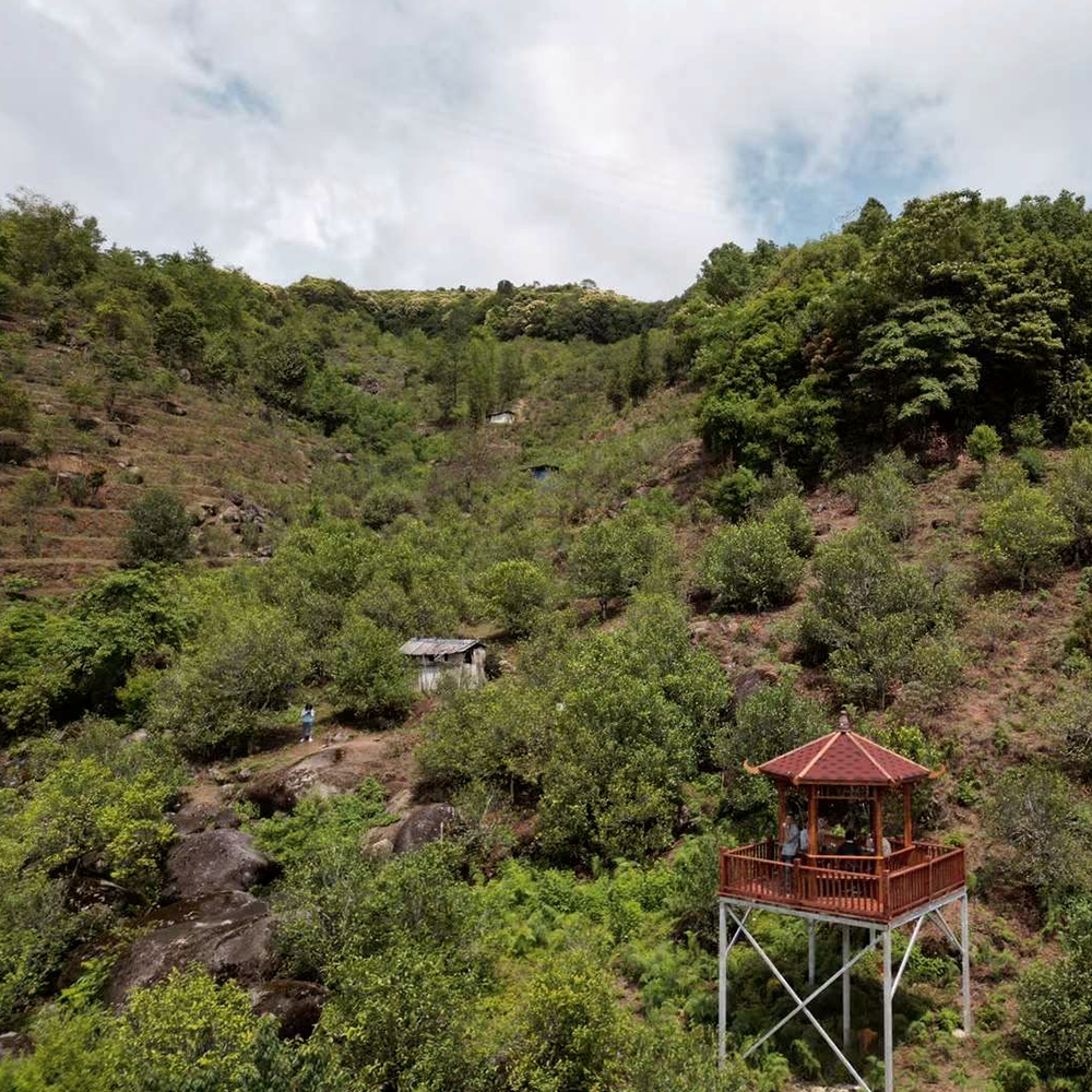 Sheng Pu Erh Maocha Loose Leaf Tea Gushu No. 7 2021 Sheng Pu Erh Maocha Loose Leaf Tea Gushu No. 7 2021