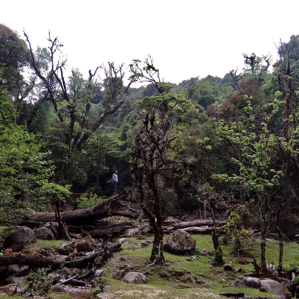 Sheng Pu Erh Maocha Loose Leaf Tea Ding Xi 2021 Sheng Pu Erh Maocha Loose Leaf Tea Ding Xi 2021