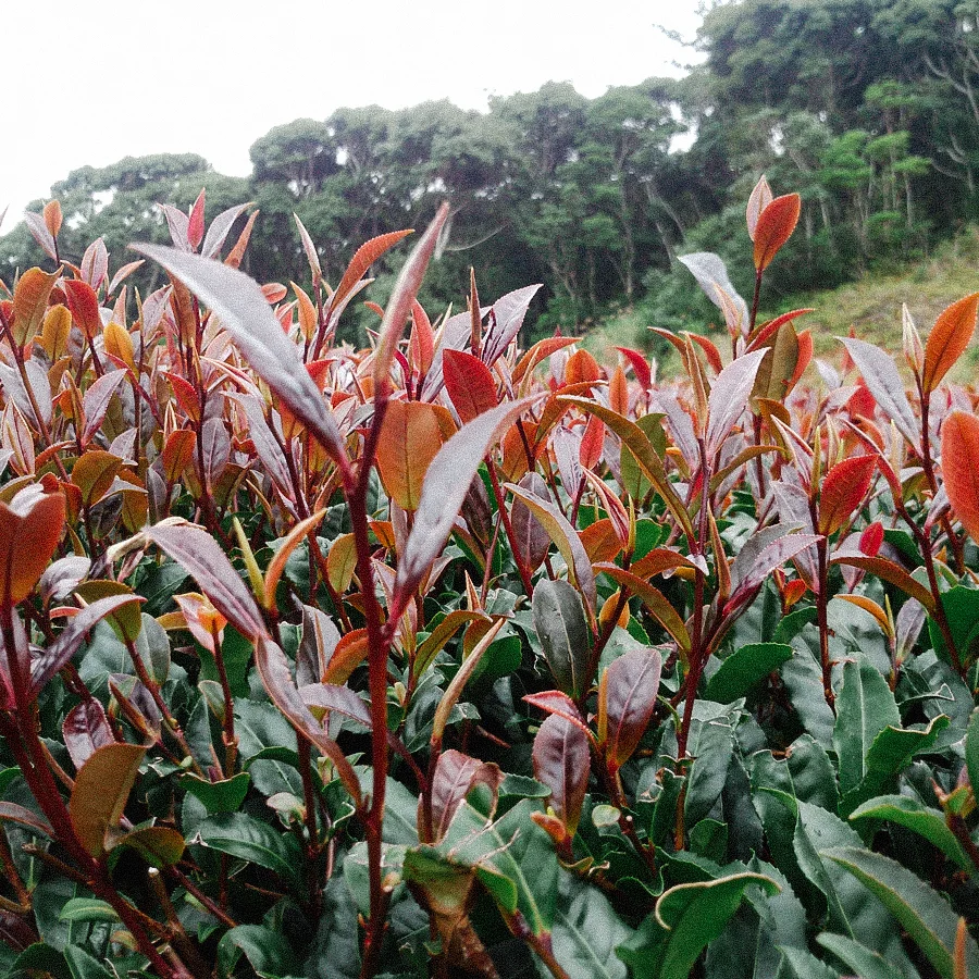 Coffret Phytovision Soutien Phyto Harmonie