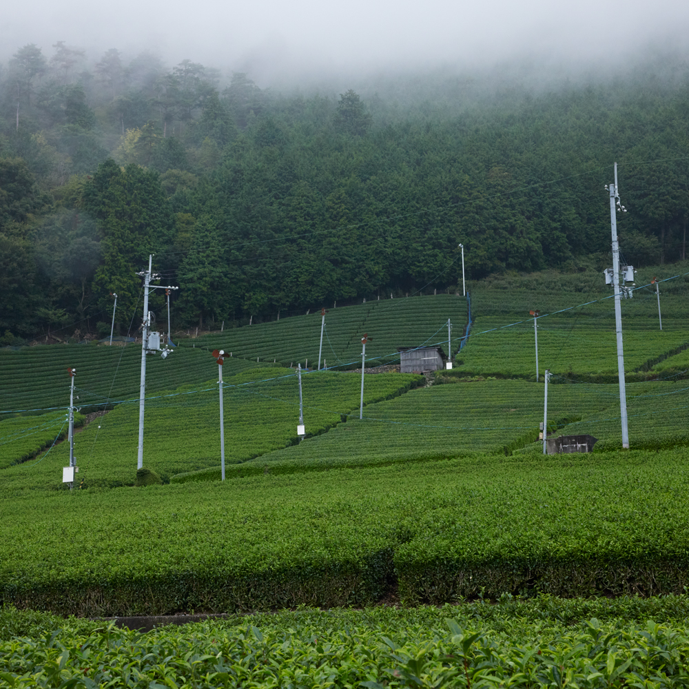 Matcha Uji Tokusen Organic