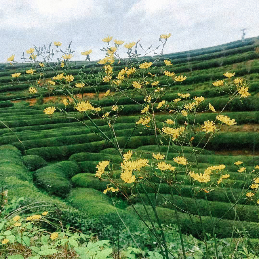 Thé vert au jasmin bio Thé vert au jasmin bio