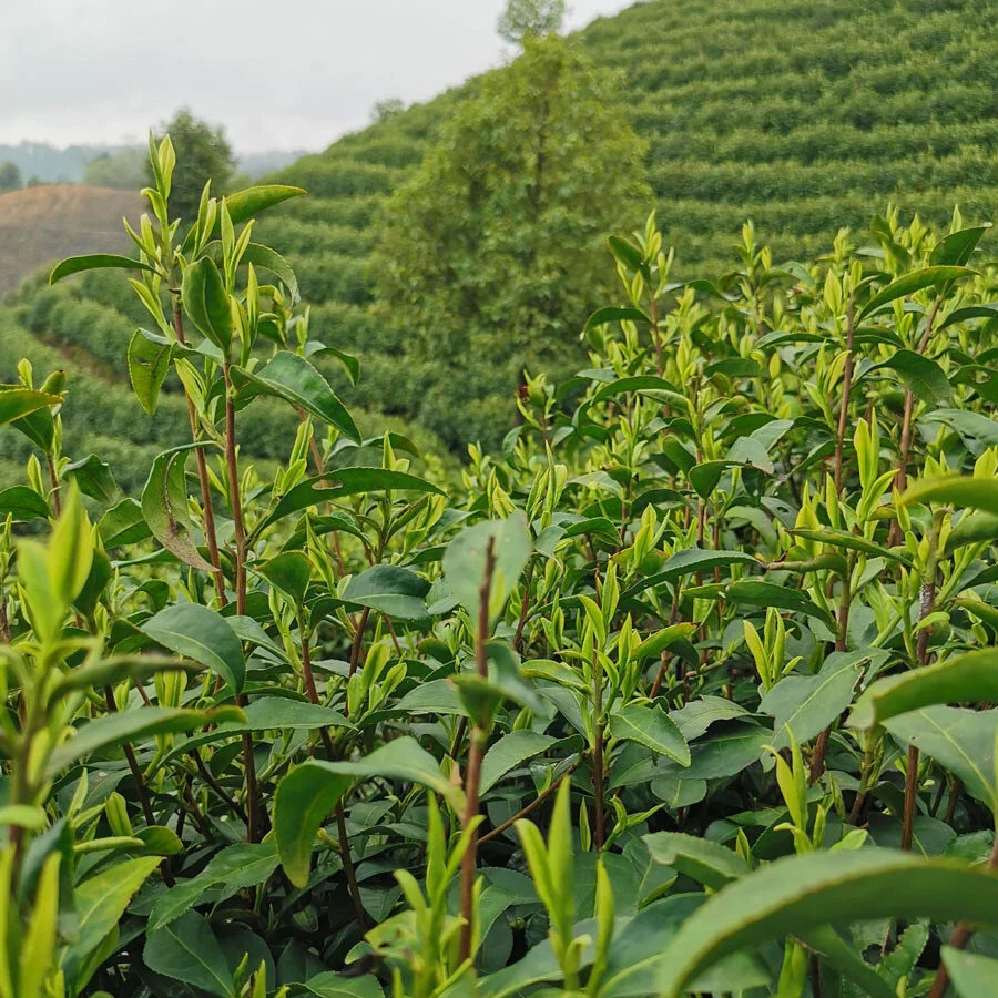 SUI TONG CHA IMPERIAL GRADE PEST.FREE Grüner Tee China SUI TONG CHA IMPERIAL GRADE PEST.FREE Grüner Tee China