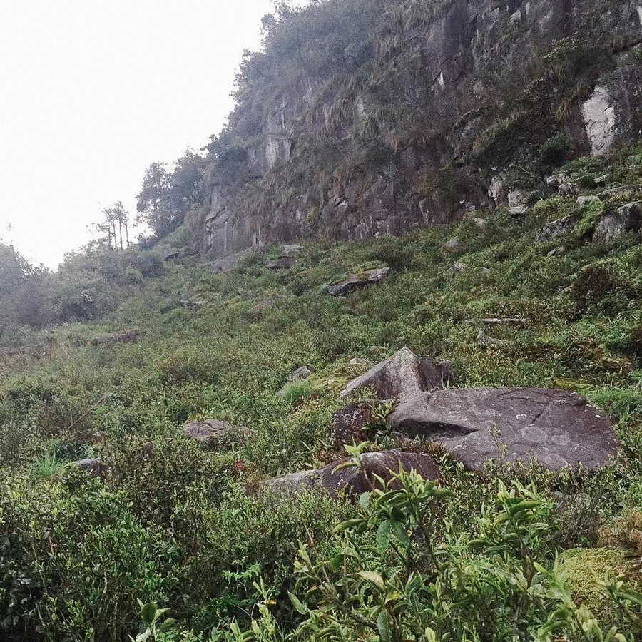 SUI TONG CHA IMPERIAL GRADE PEST.FREE Grüner Tee China SUI TONG CHA IMPERIAL GRADE PEST.FREE Grüner Tee China