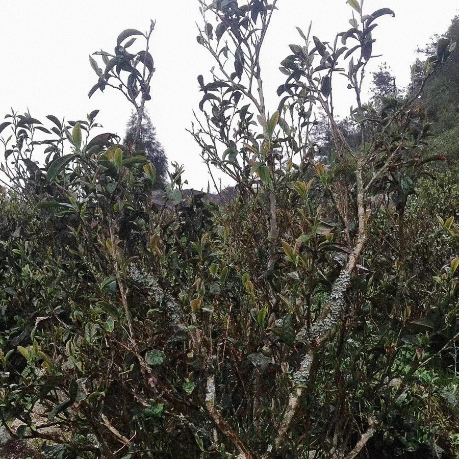 SUITONG CHA PEST.FREE Green Tea China