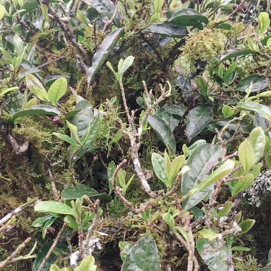 SUITONG CHA PEST.FREE Green Tea China