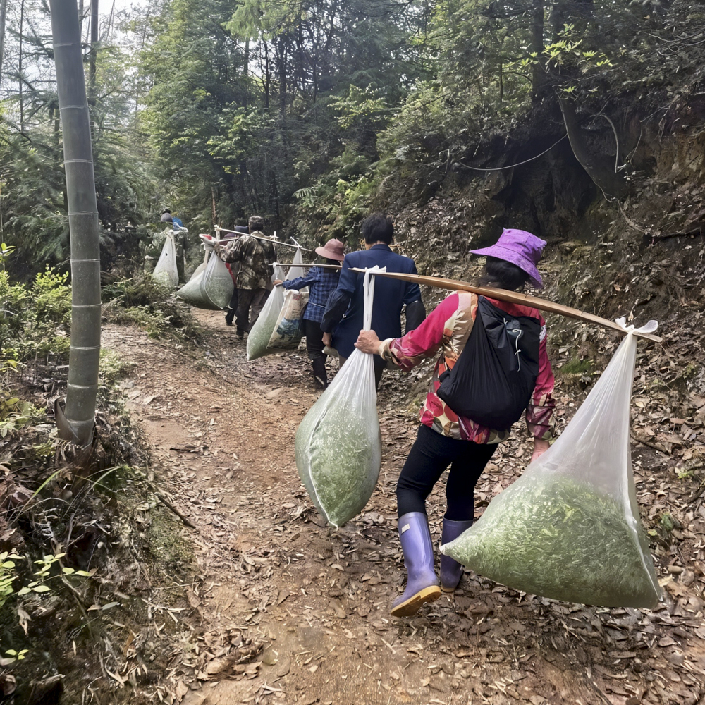 SUI TONG CHA IMPERIAL GRADE PEST.FREE Grüner Tee China