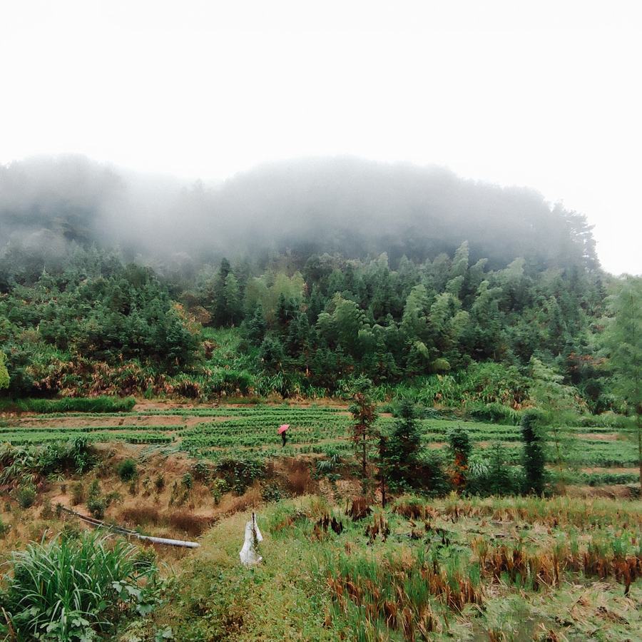 Wuyi Wild Oolong Ye Sheng Felsentee Bio