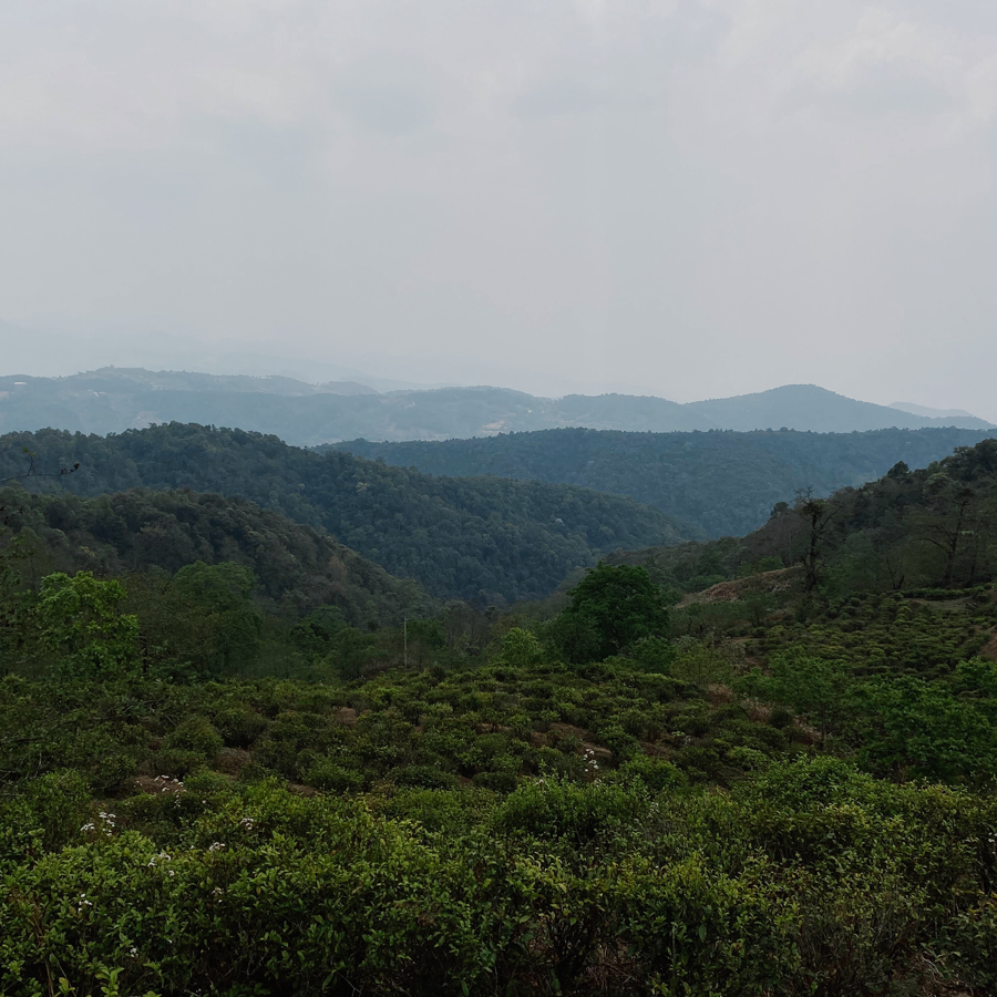 Bai Lu Mu Dan Baoshan 2017 vieilli, sans pesticides Bai Lu Mu Dan Baoshan 2017 vieilli, sans pesticides