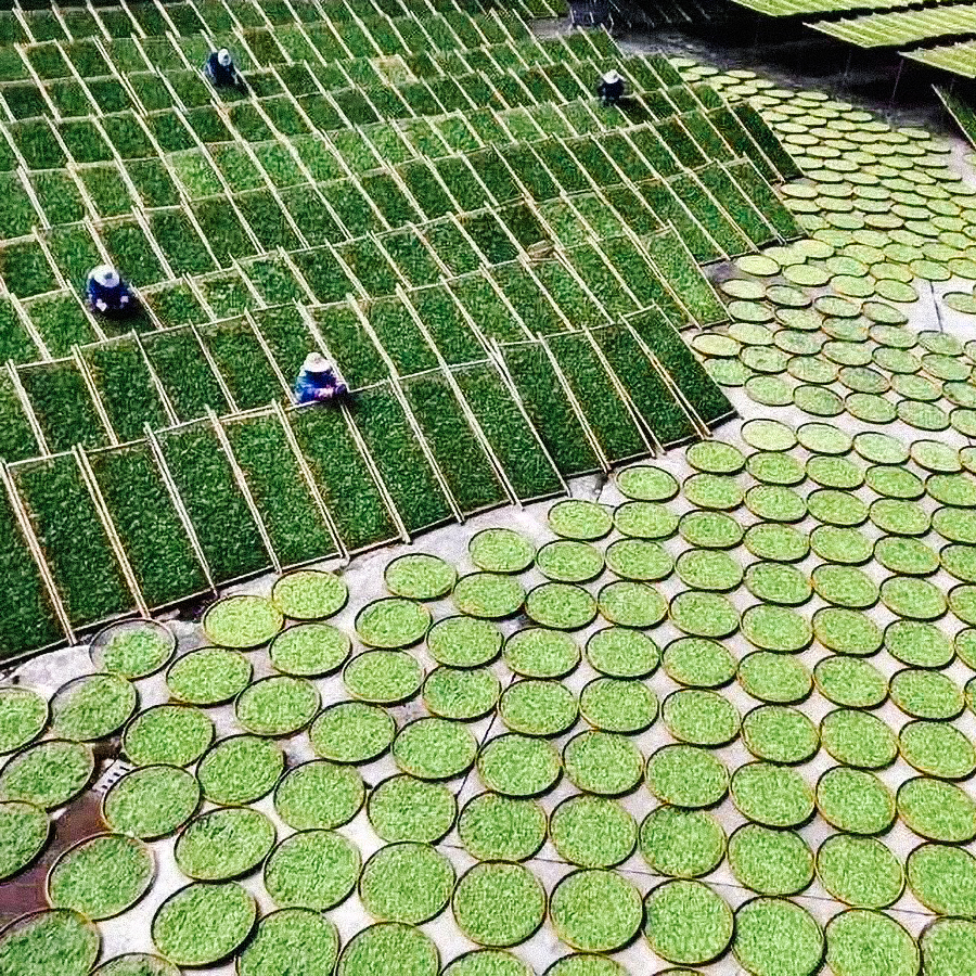 Aged Baoshan Shou Mei 2018 Pest.Free Farming Aged Baoshan Shou Mei 2018 Pest.Free Farming