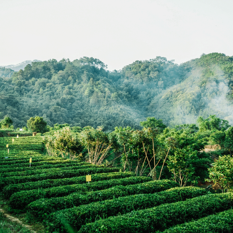 Aged Liu Bao Heicha 2013 Pest.Free