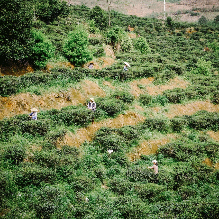 Aged Liu Bao Heicha 2013 Pest.Free