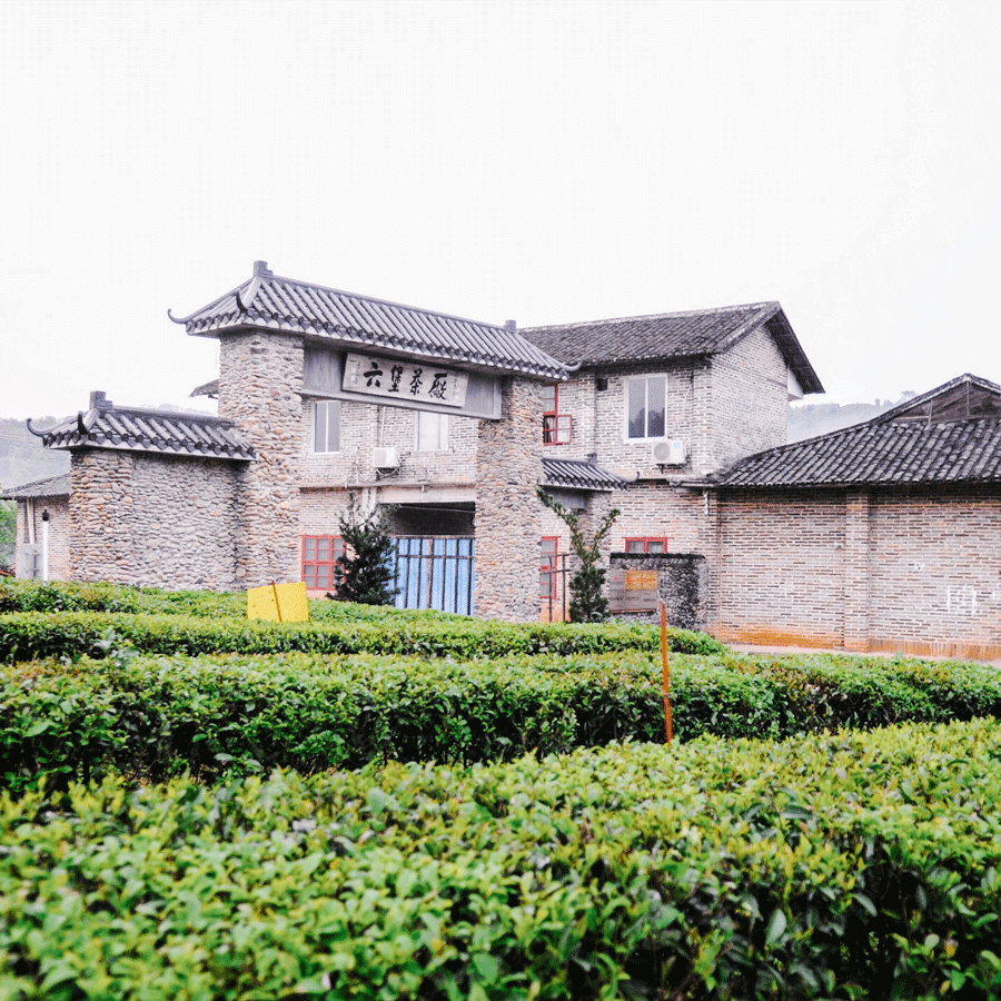 Aged Liu Bao Heicha 2013 Pest.Free