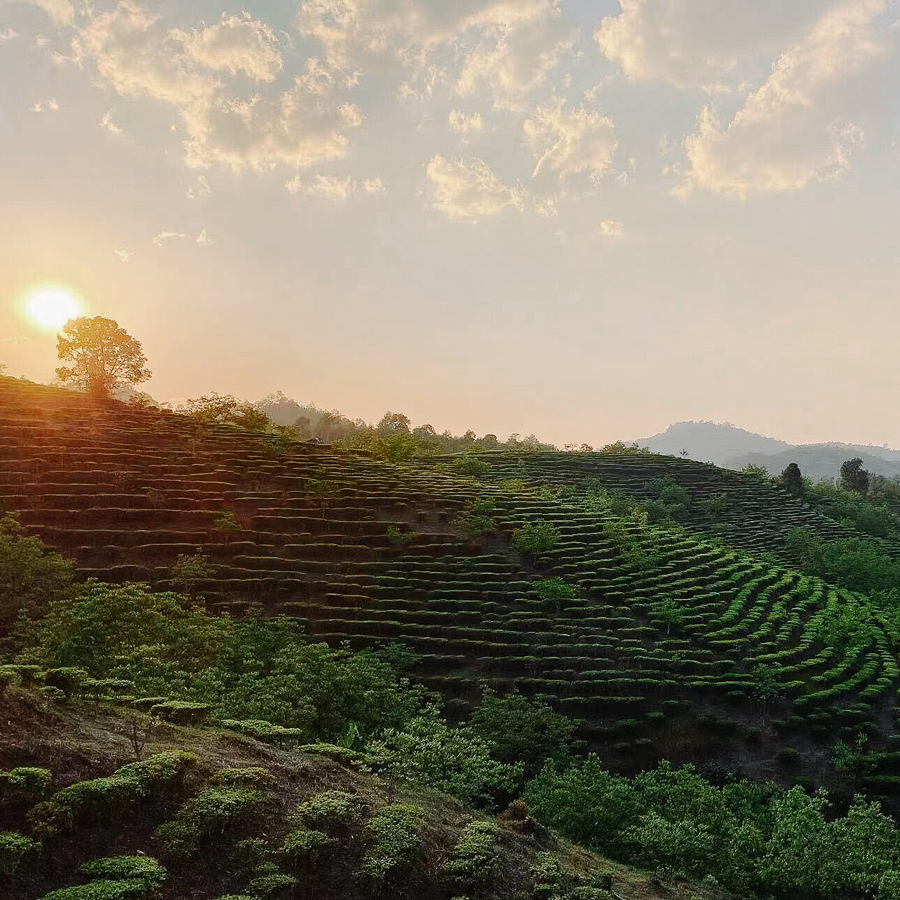 Tablette Baoshan Shou Mei vieilli 2018 Ferme exempte de pesticides