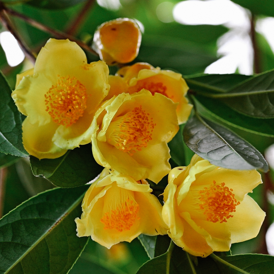 Thé de feuilles pressées Sans.Pest