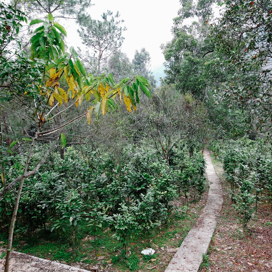 Thé de feuilles pressées Sans.Pest