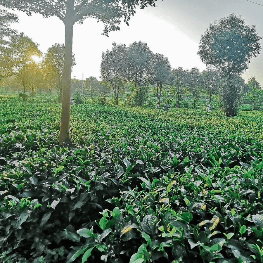 Yingde Hong Cha traditionnel, sans pesticides Yingde Hong Cha traditionnel, sans pesticides