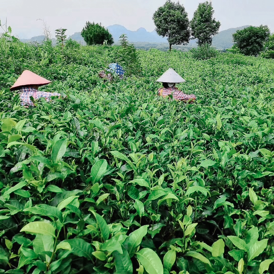 Yingde Hong Cha traditionnel, sans pesticides Yingde Hong Cha traditionnel, sans pesticides