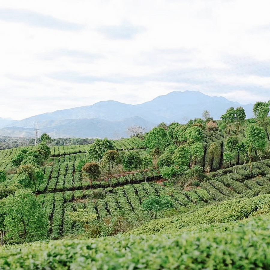 Yingde Hong Cha traditionnel, sans pesticides Yingde Hong Cha traditionnel, sans pesticides