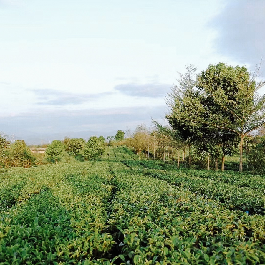 Yingde Hong Cha traditionnel, sans pesticides Yingde Hong Cha traditionnel, sans pesticides