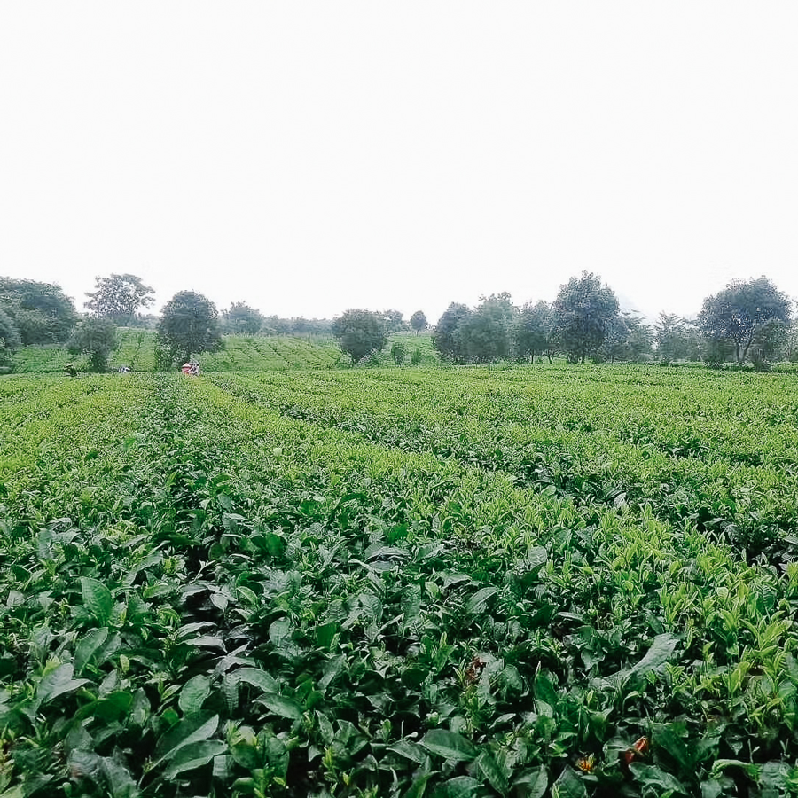 Yingde Hong Cha traditionnel, sans pesticides Yingde Hong Cha traditionnel, sans pesticides