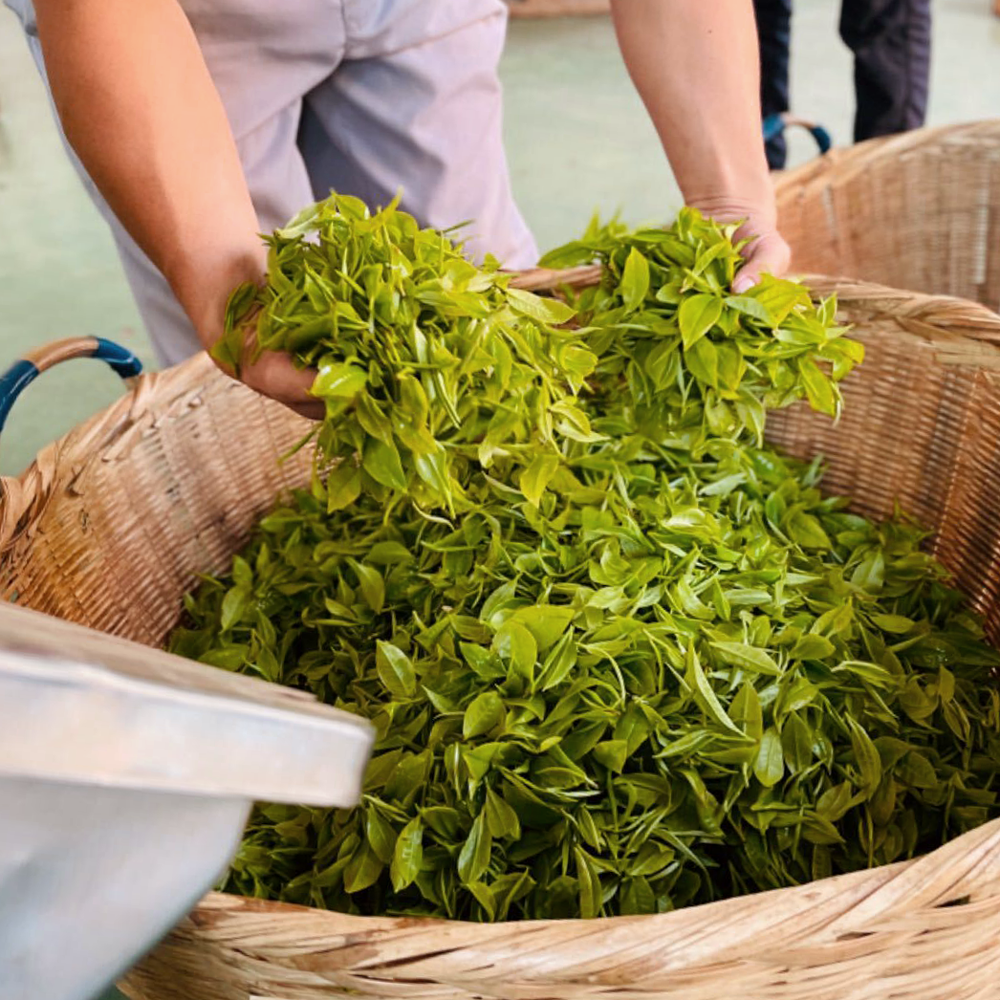 Golden Dragon Yellow Tea Bio