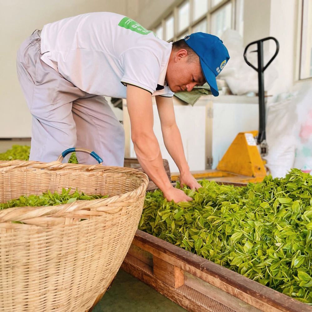 Golden Dragon Yellow Tea Bio