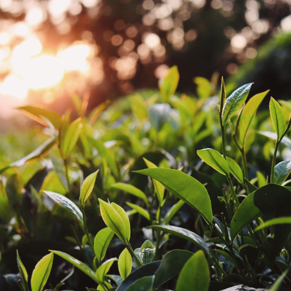 Golden Dragon Yellow Tea Bio Golden Dragon Yellow Tea Bio