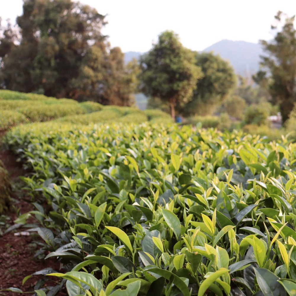 Golden Dragon Yellow Tea Organic
