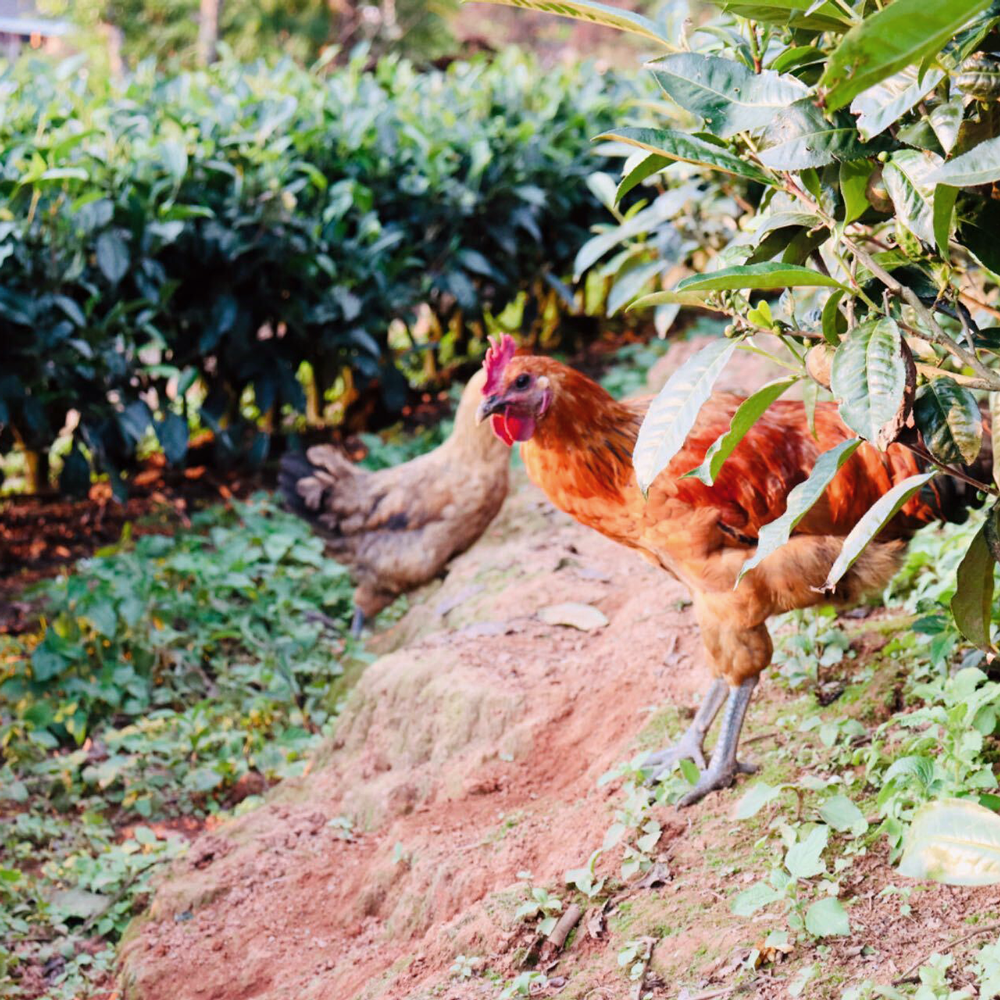 Golden Dragon Yellow Tea Organic