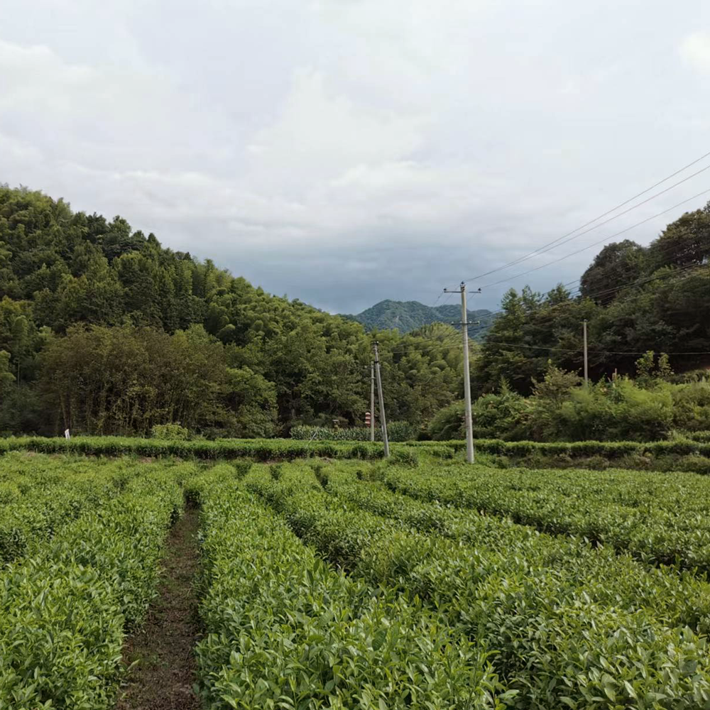 Huo Shan Huang Ya Imperial Grade sans pesticides 30 g Huo Shan Huang Ya Imperial Grade sans pesticides 30 g