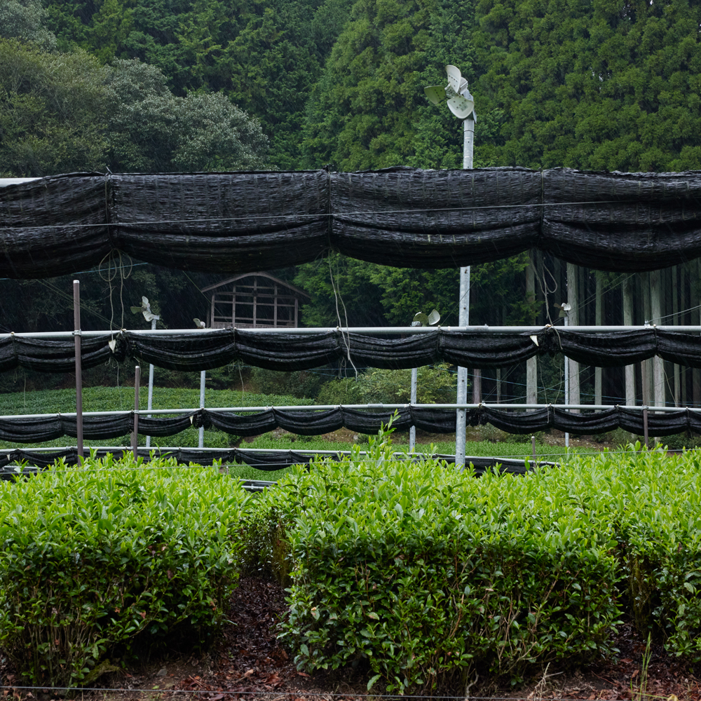 Hojicha en poudre Uji bio