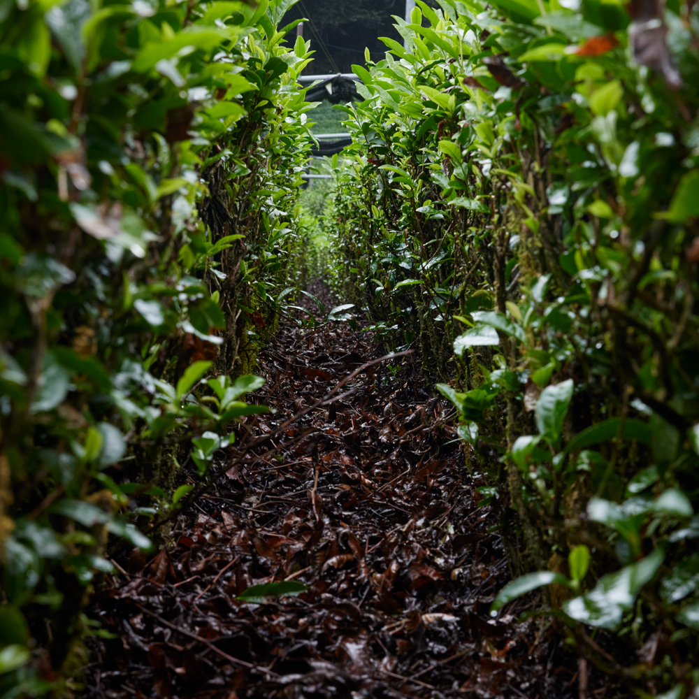 Hojicha Pulver Uji Bio Hojicha Pulver Uji Bio