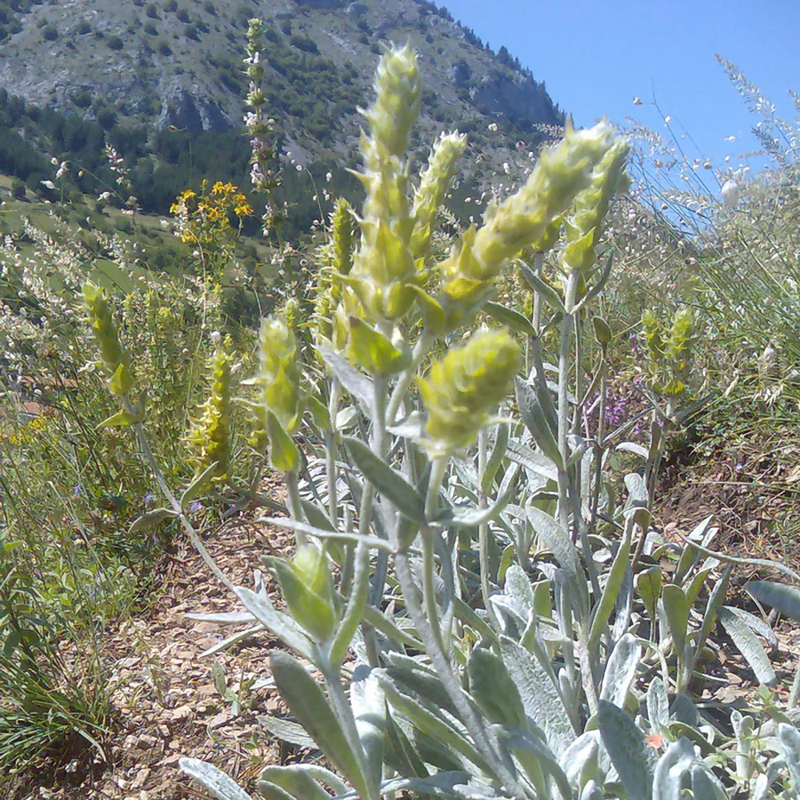 Tisane Good Night Moutain, Phyto Harmonie bio