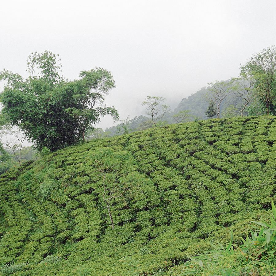 GURANSE First Flush WILD ORCHID